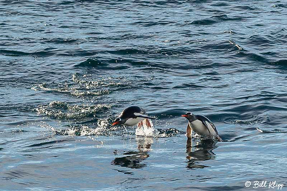 Gentoo Penguin, Wilhelmina Bay, Gerlache Strait, Antarctica, Nov 2017, Photos by Bill Klipp