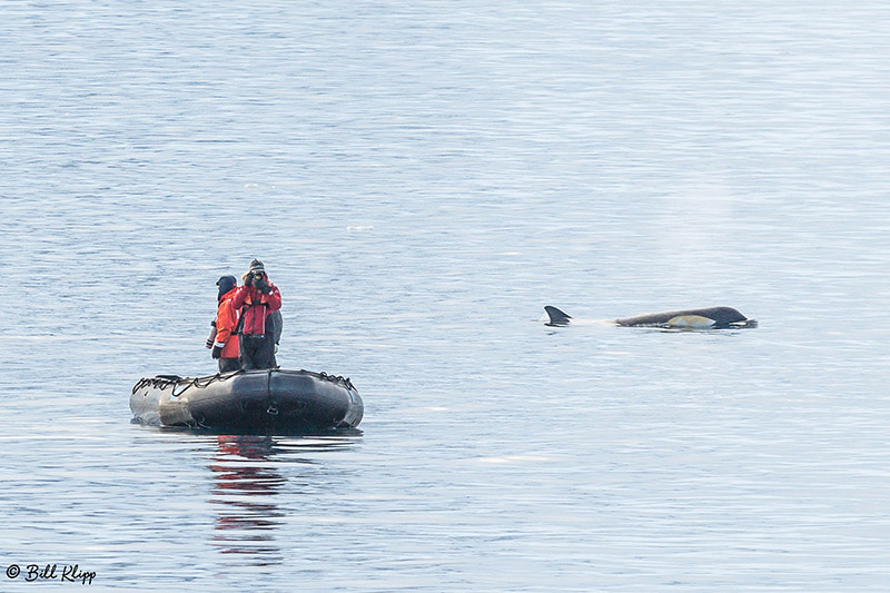 Killer Whales, Orcas, Gerlache Straits, Antarctica, Nov 2017, Photos by Bill Klipp
