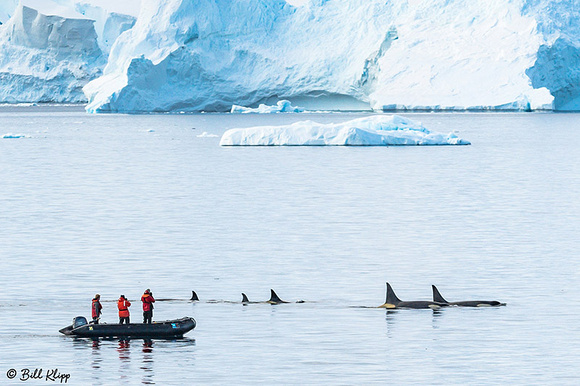 Killer Whales, Orcas, Gerlache Straits, Antarctica, Nov 2017, Photos by Bill Klipp