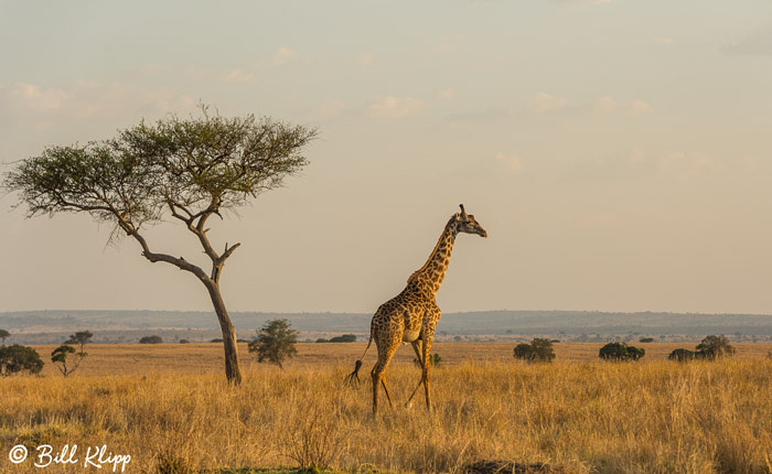 Serengeti National Park, Serian North Alex Walker Camp