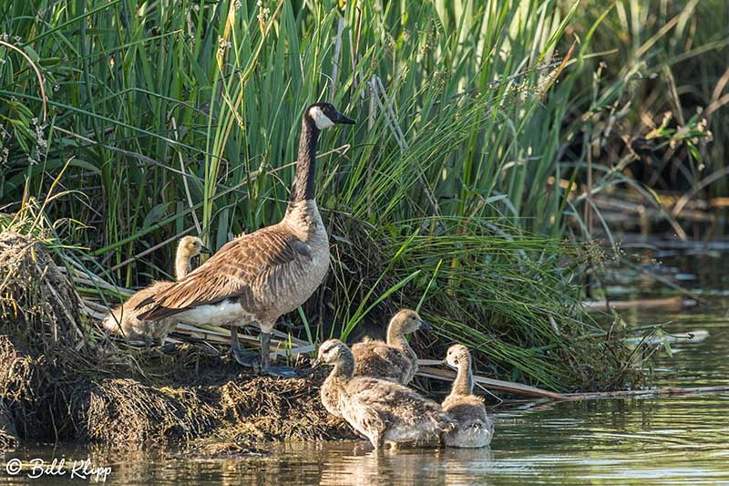 Canada Geese, Discovery Bay Photos by Bill Klipp