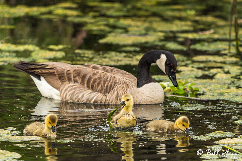 Canada Geese, Discovery Bay Photos by Bill Klipp