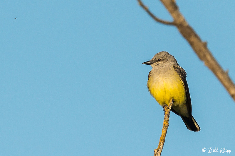 Dusky(?) Flycatcher, Discovery Bay Photos by Bill Klipp