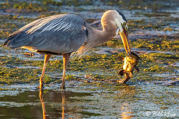 Great Blue Heron, Discovery Bay Photos by Bill Klipp