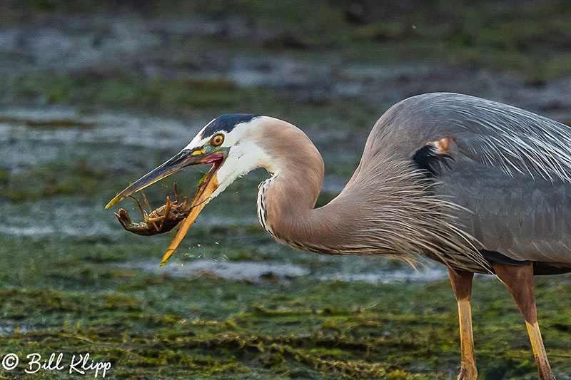 Great Blue Heron, Discovery Bay Photos by Bill Klipp