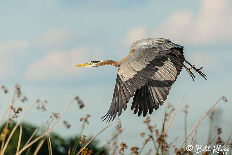 Great Blue Heron, Discovery Bay Photos by Bill Klipp