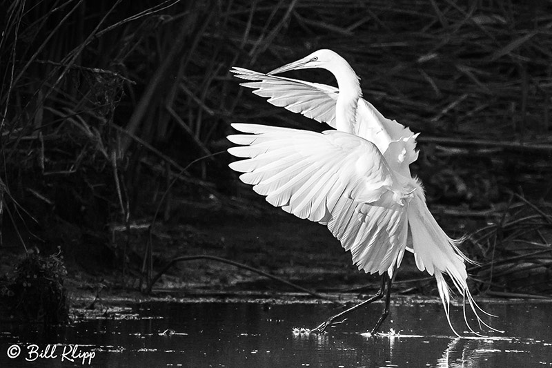 Great Egrets, Discovery Bay Photos by Bill Klipp