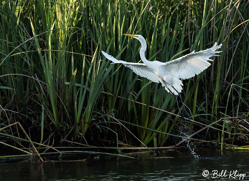 Great Egrets, Discovery Bay Photos by Bill Klipp