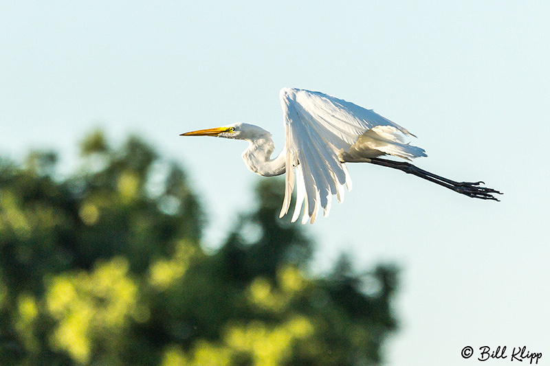 Great Egrets, Discovery Bay Photos by Bill Klipp