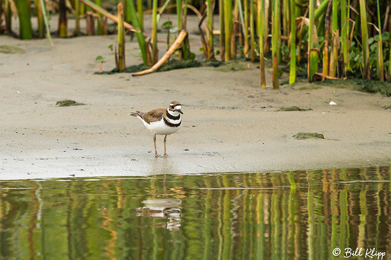 Killdeer, Discovery Bay Photos by Bill Klipp