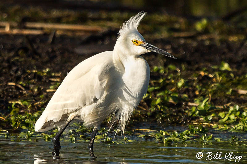 Snowy Egret, Discovery Bay Photos by Bill Klipp