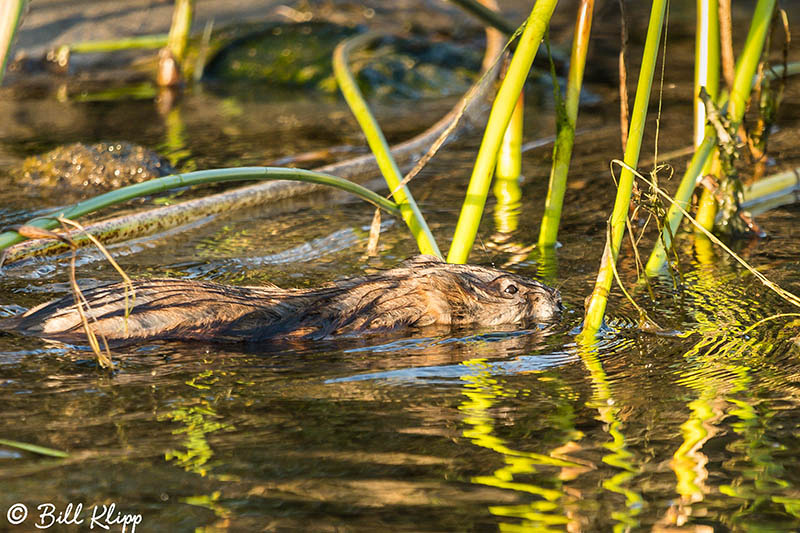 Beaver, Discovery Bay Photos by Bill Klipp