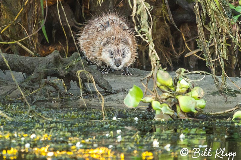 Muskrat, Discovery Bay Photos by Bill Klipp