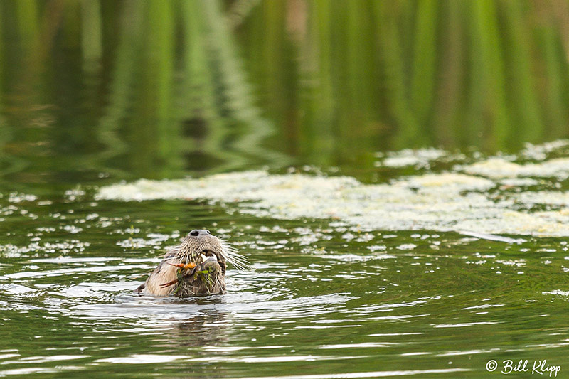 River Otter, Discovery Bay Photos by Bill Klipp