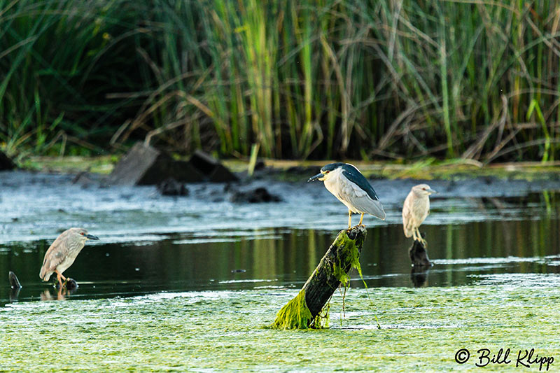 Black Crowned Night Heron, Discovery Bay Photos by Bill Klipp