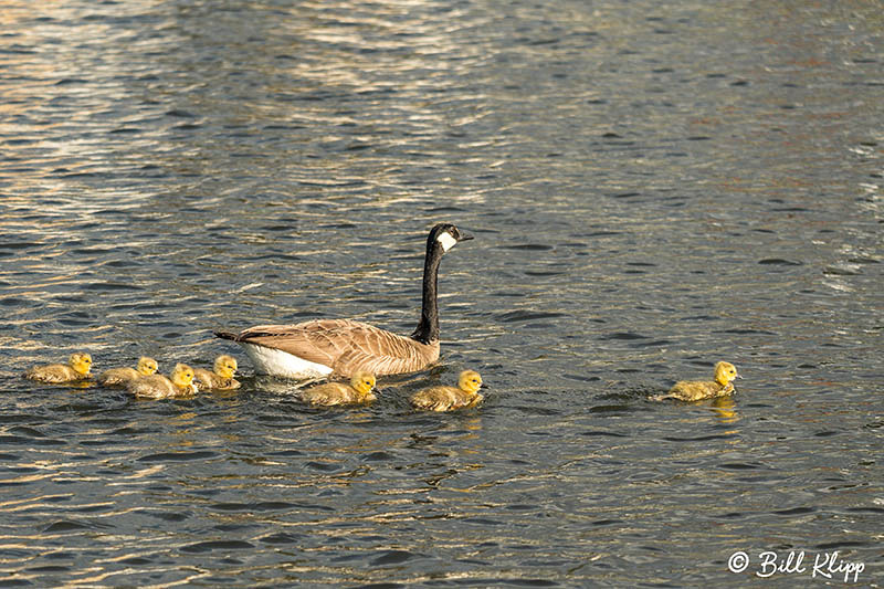 Canada Geese, Discovery Bay Photos by Bill Klipp