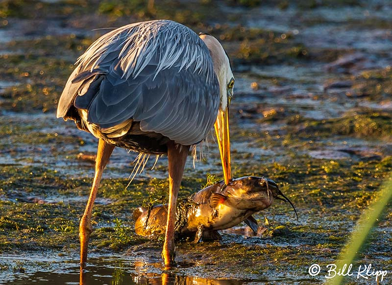 Great Blue Heron, Discovery Bay Photos by Bill Klipp