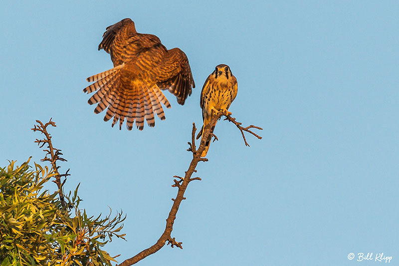 American Kestrel, Discovery Bay, Photos by Bill Klipp