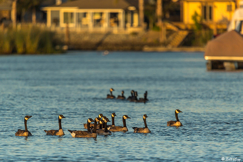 Canada Geese, Discovery Bay Photos by Bill Klipp