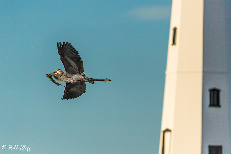 Great Blue Heron, Discovery Bay Photos by Bill Klipp