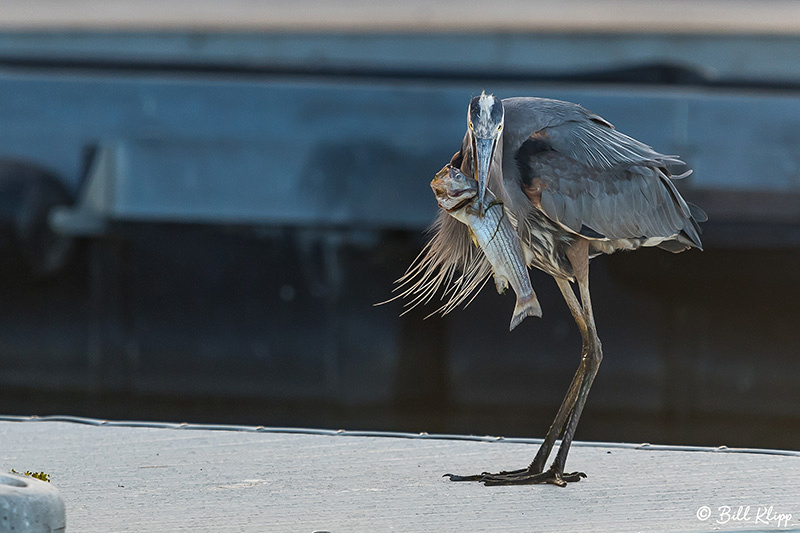 Great Blue Heron, Discovery Bay Photos by Bill Klipp