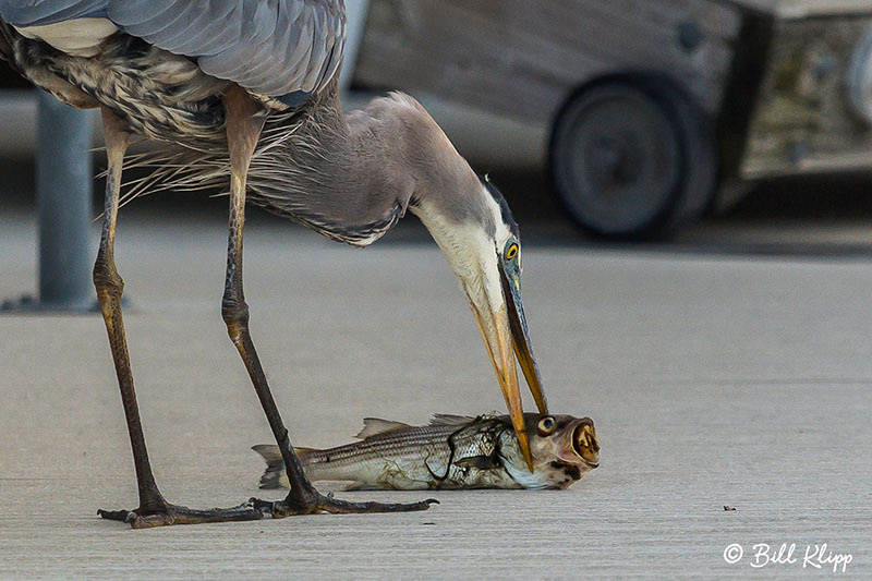 Great Blue Heron, Discovery Bay Photos by Bill Klipp