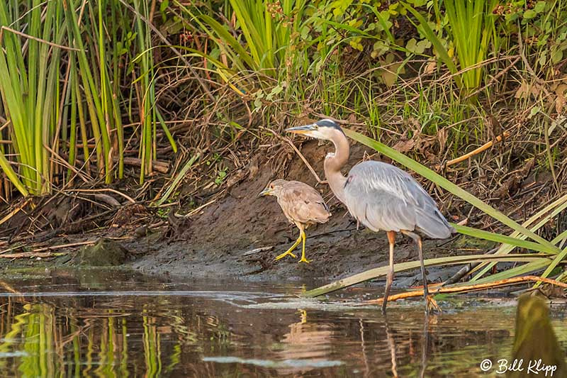 Great Blue Heron, Discovery Bay Photos by Bill Klipp