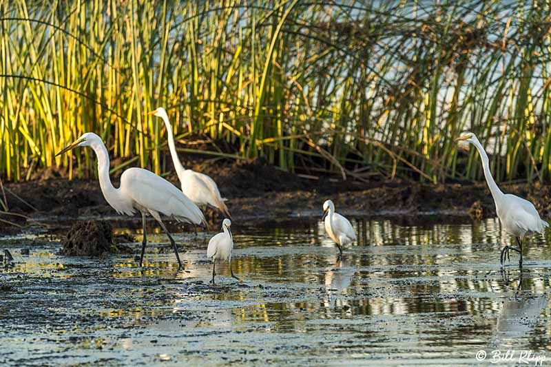 Great Egret, Discovery Bay Photos by Bill Klipp