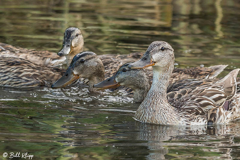 Mallard Ducks, Discovery Bay Photos by Bill Klipp