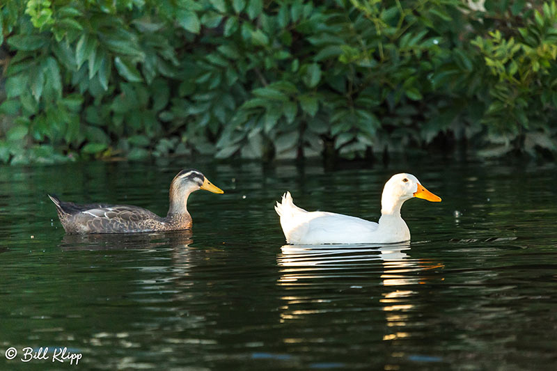 Mallard Ducks, Discovery Bay, Photos by Bill Klipp