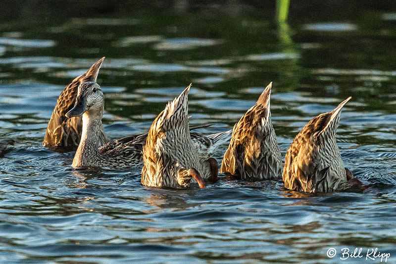 Mallard Ducks, Indian Slough, Discovery Bay Photos by Bill Klipp