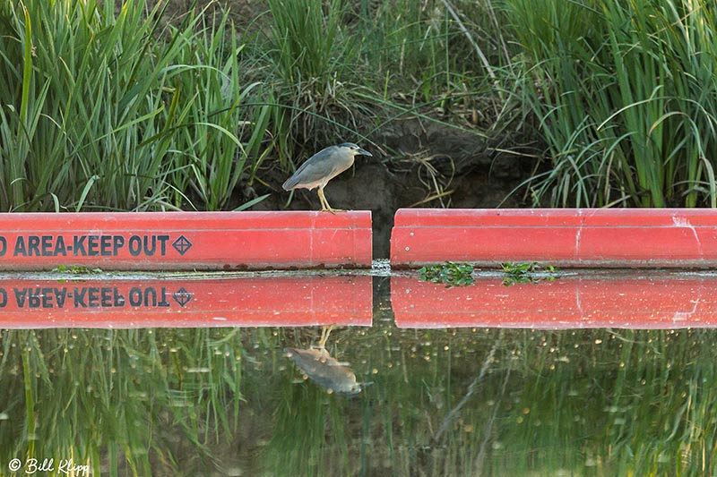 Black-Crowned Night Heron, Discovery Bay Photos by Bill Klipp