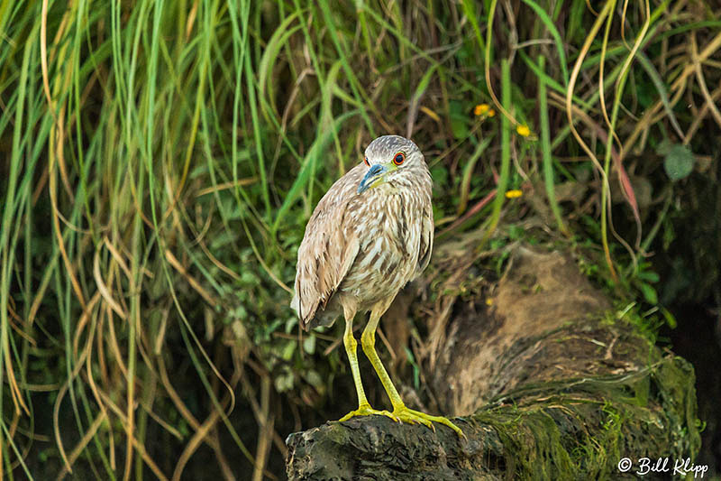 Black-Crowned Night Heron, Discovery Bay Photos by Bill Klipp