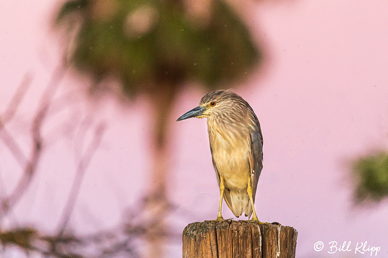 Black-Crowned Night Heron, Discovery Bay Photos by Bill Klipp