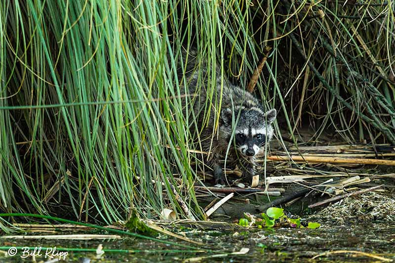 Raccoon, Discovery Bay Photos by Bill Klipp