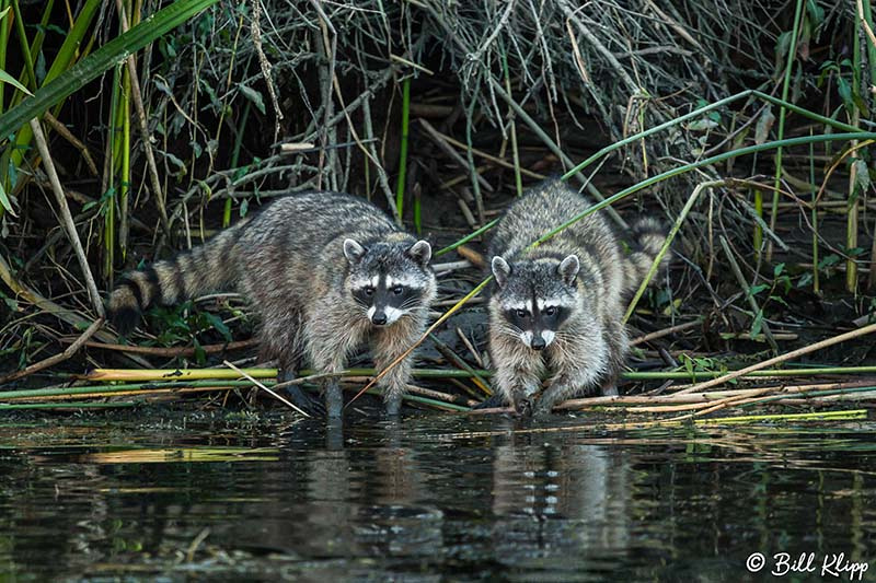 Raccoon, Discovery Bay Photos by Bill Klipp