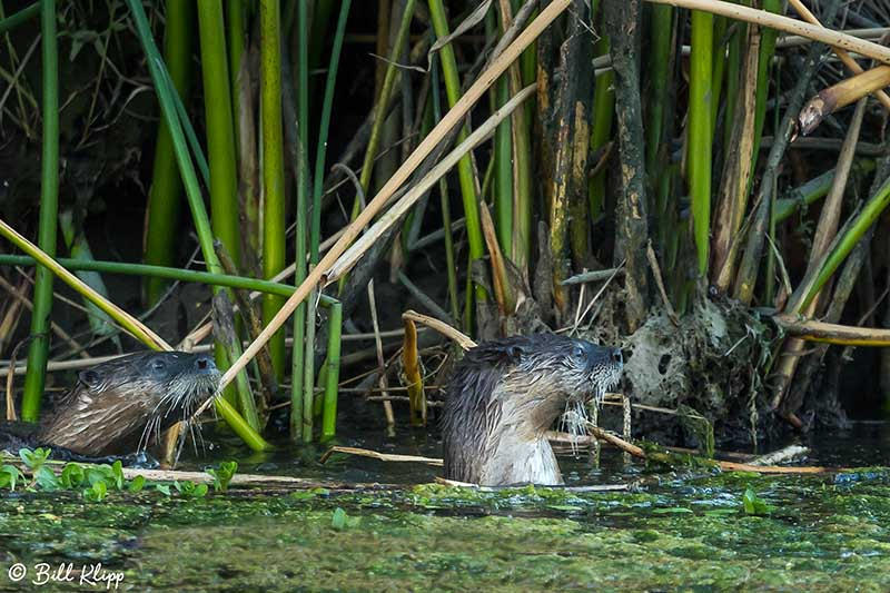 River Otters, Discovery Bay Photos by Bill Klipp