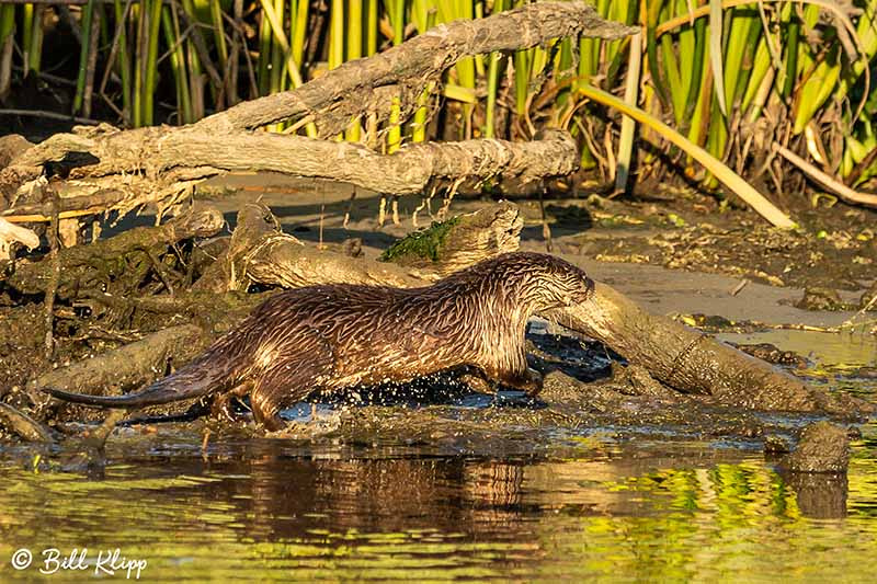 River Otter, Indian Slough, Discovery Bay Photos by Bill Klipp