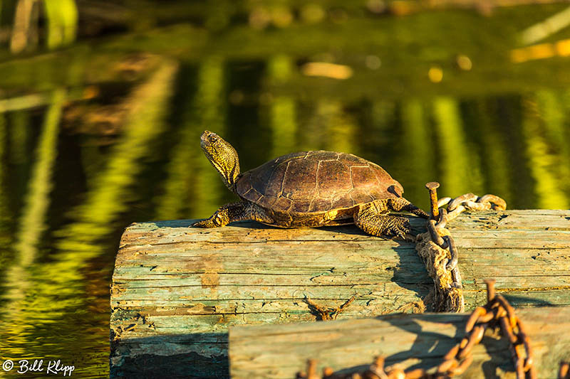 Western Pond Turtle, Discovery Bay, Photos by Bill Klipp