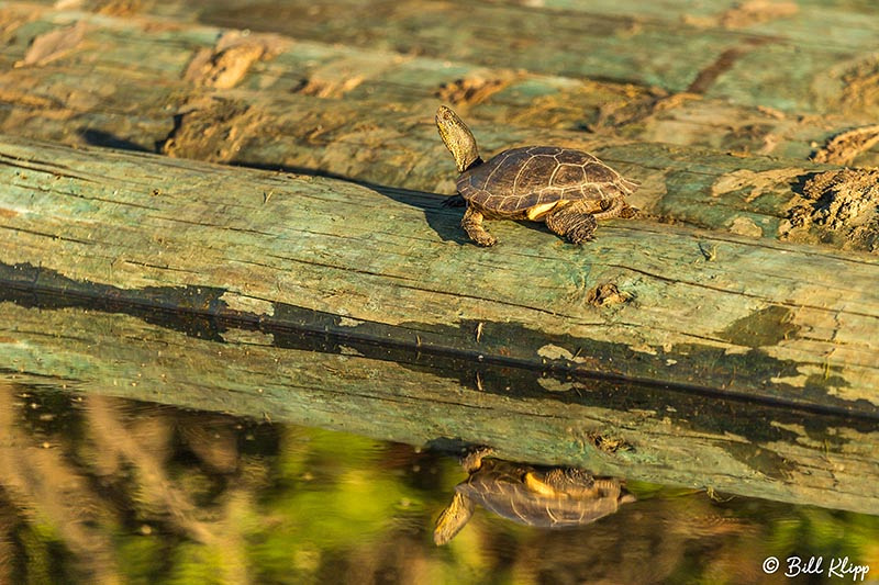 Western Pond Turtle, Discovery Bay, Photos by Bill Klipp