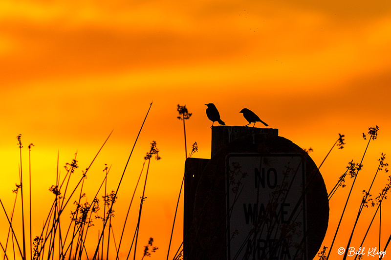 Sunset Birds, Discovery Bay Photos by Bill Klipp