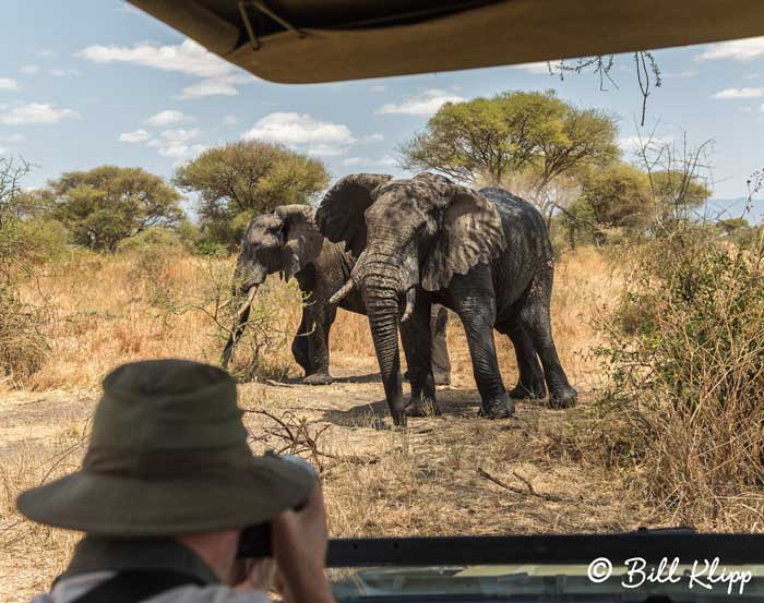 Tarangire National Park, Tanzania Africa photos by Bill Klipp