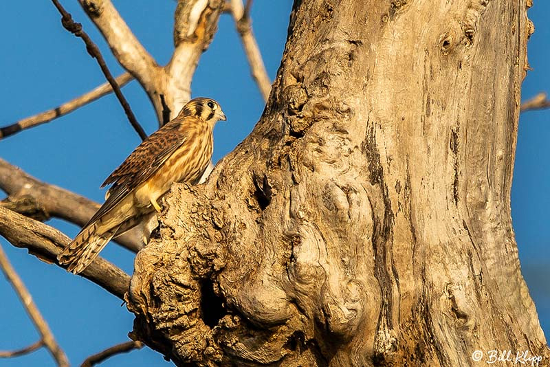 American Kestrel, Discovery Bay, Photos by Bill Klipp