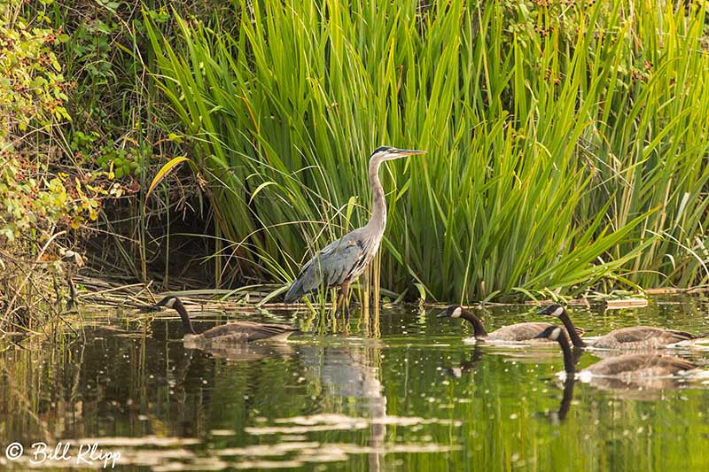 Great Blue Heron, Discovery Bay, Photos by Bill Klipp