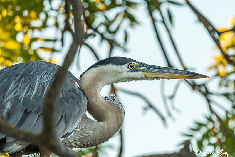 Great Blue Heron, Discovery Bay, Photos by Bill Klipp
