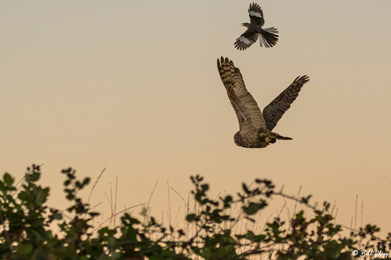 Great Horned Owl, Discovery Bay, Photos by Bill Klipp
