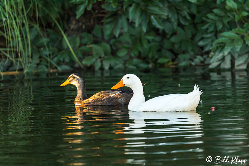 Mallard Ducks, Discovery Bay, Photos by Bill Klipp