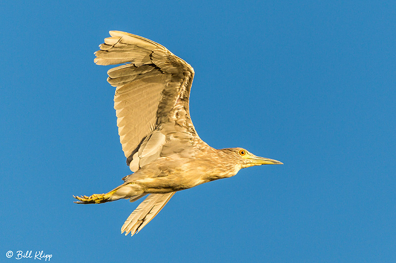 Black-Crowned Night Heron, Discovery Bay, Photos by Bill Klipp