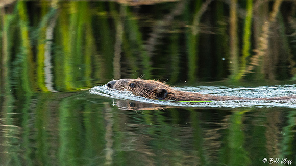 Beaver, Discovery Bay Photos by Bill Klipp