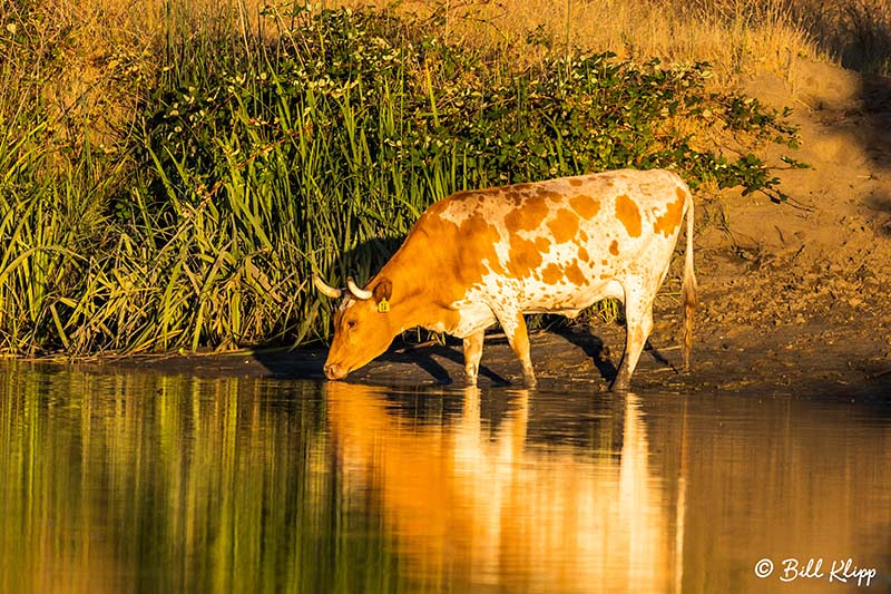 Cow, Discovery Bay, Photos by Bill Klipp